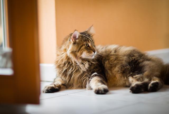 tratamiento gato diabetico