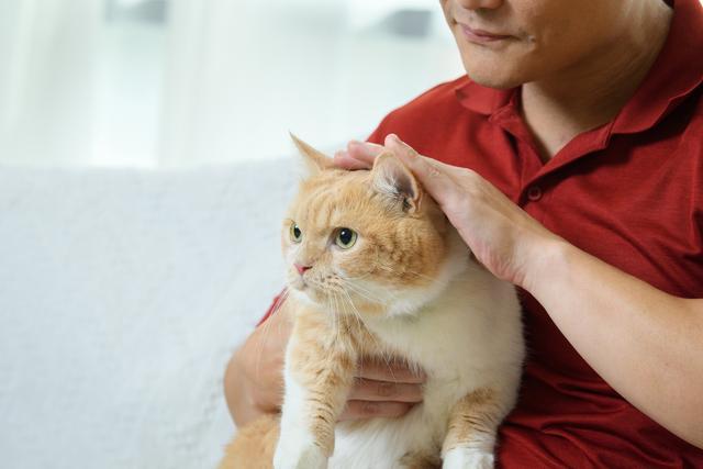 Hipertiroidismo en gatos