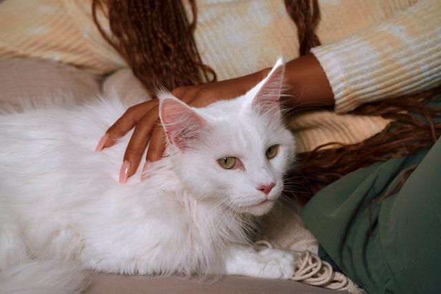 diabetes en gatos diagnostico