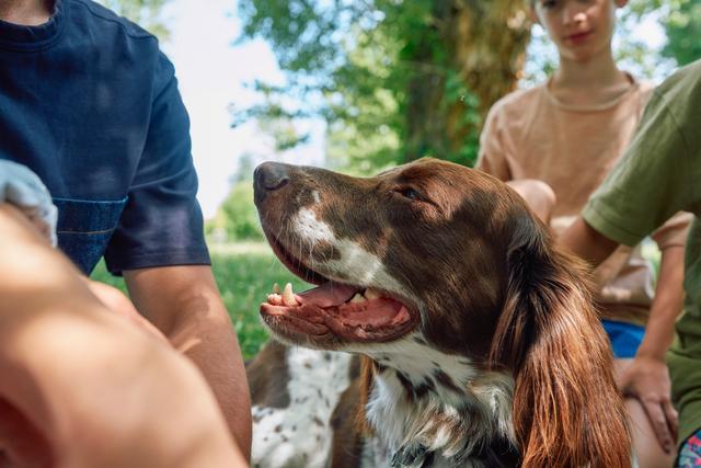 diagnostico diabetes perros