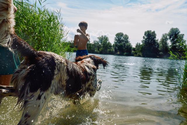 tratamiento diabetes perros