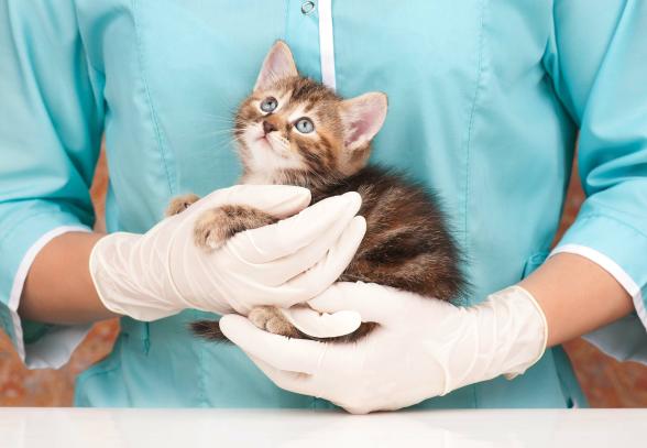 Un gato pequeño en los brazos de un veterinario.