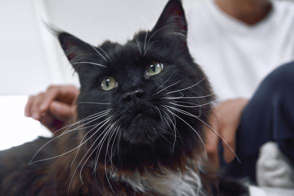 Un gato negro sentado con su dueño.