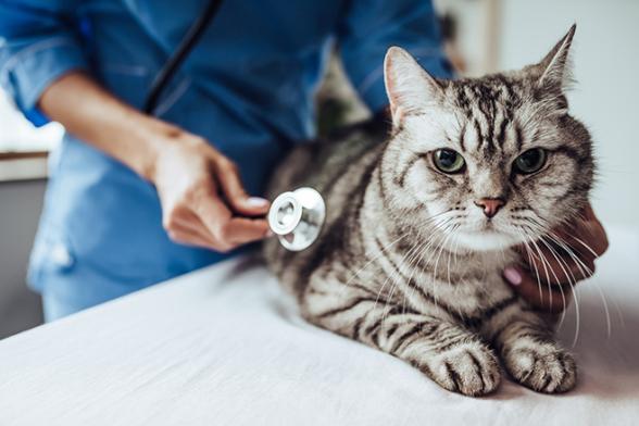 gato revisado por veterinario