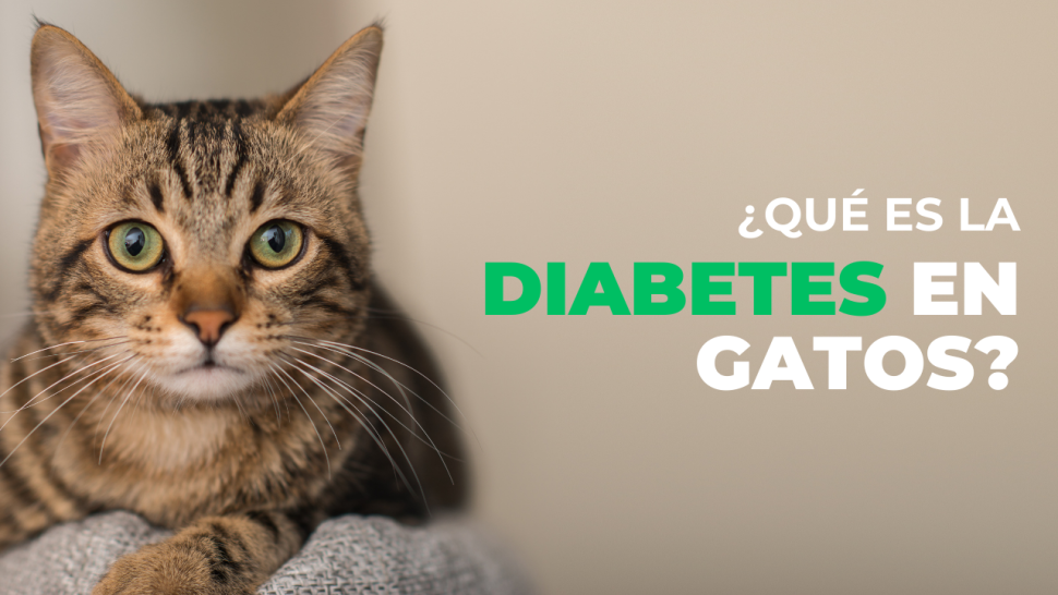 Diabetes en gatos