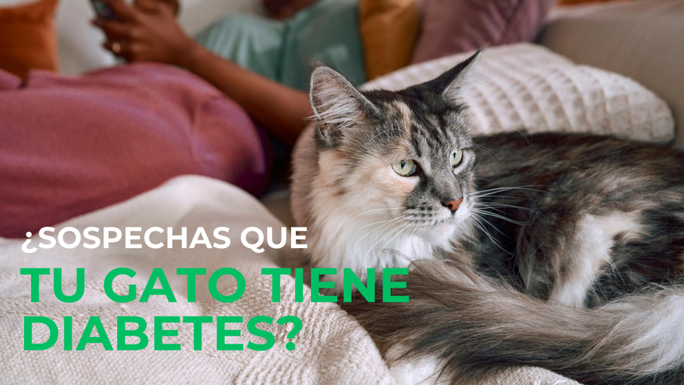 Sospechas de diabetes en gatos