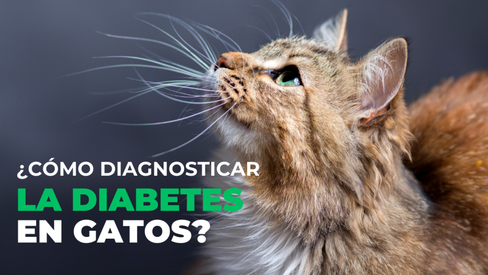 Diagnóstico de diabetes en gatos