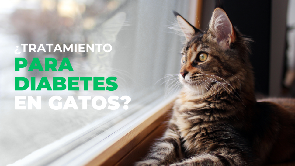 Tratamiento para diabetes en gatos 