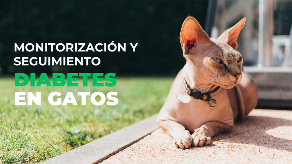 Seguimiento de la diabetes en gatos