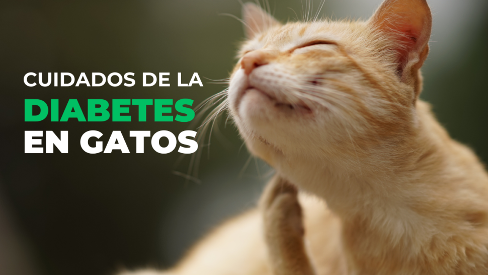 Cuidados de la diabetes en gatos 