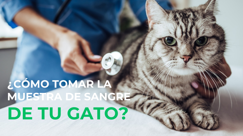 Gato siendo atendido por veterinario